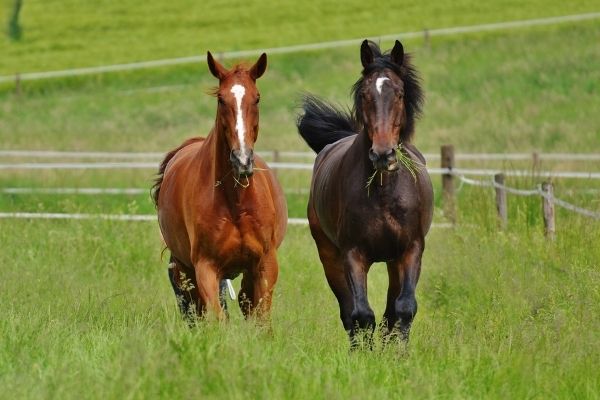 Arthrose beim Pferd: Zwei Pferde auf der Wiese