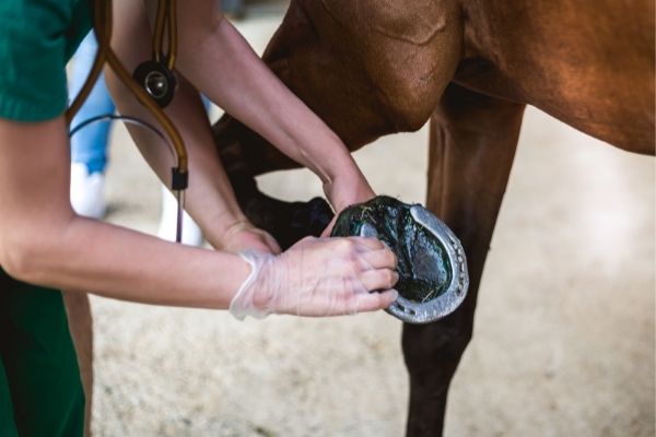 Arthrose beim Pferd: Tierarzt untersucht bein