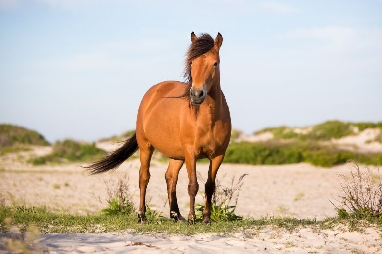 Assateague-Pony