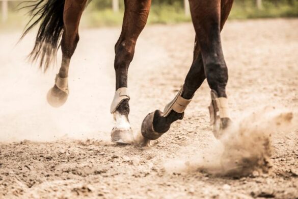 Anatomie beim Pferd I ehorses Magazin