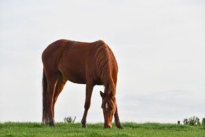 Atypische Weidemyopathie: Pferd grast auf einer grünen Wiese