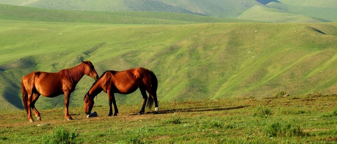 Atypische Weidemyopathie: Zwei Pferde grasen in den Bergen