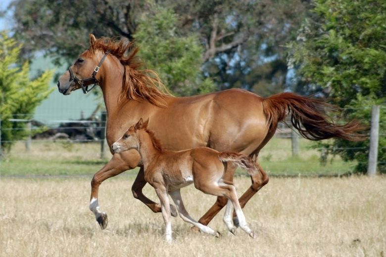 Australian Stock Horse