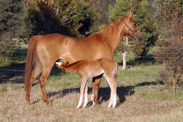 Australian Stock Horse: Stute säugt Fohlen