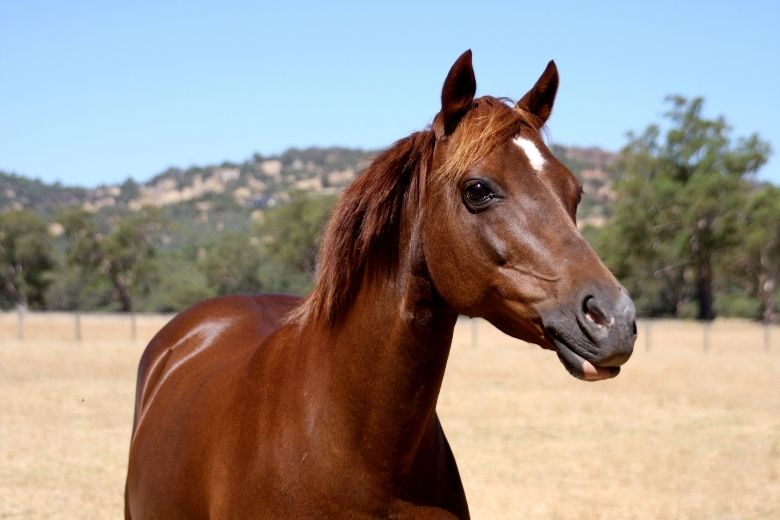 Australisches Pony