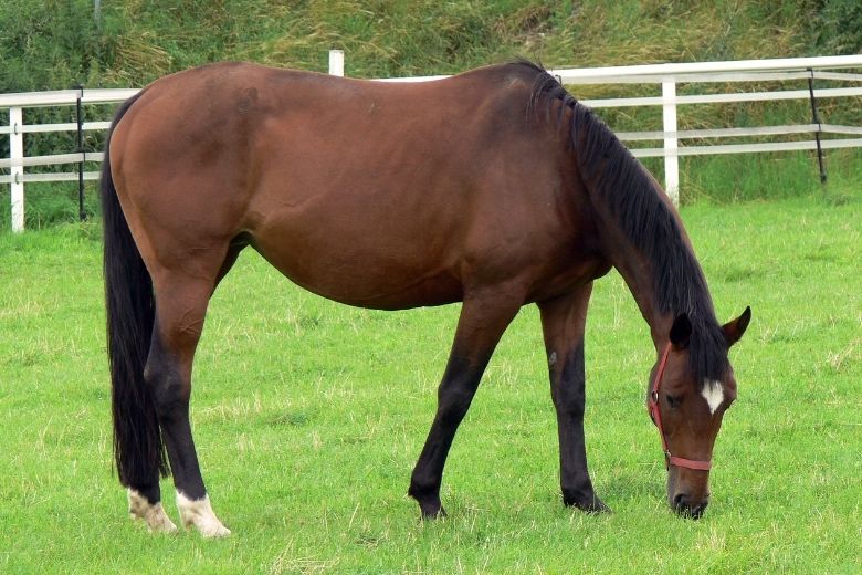 Baden-Württemberger