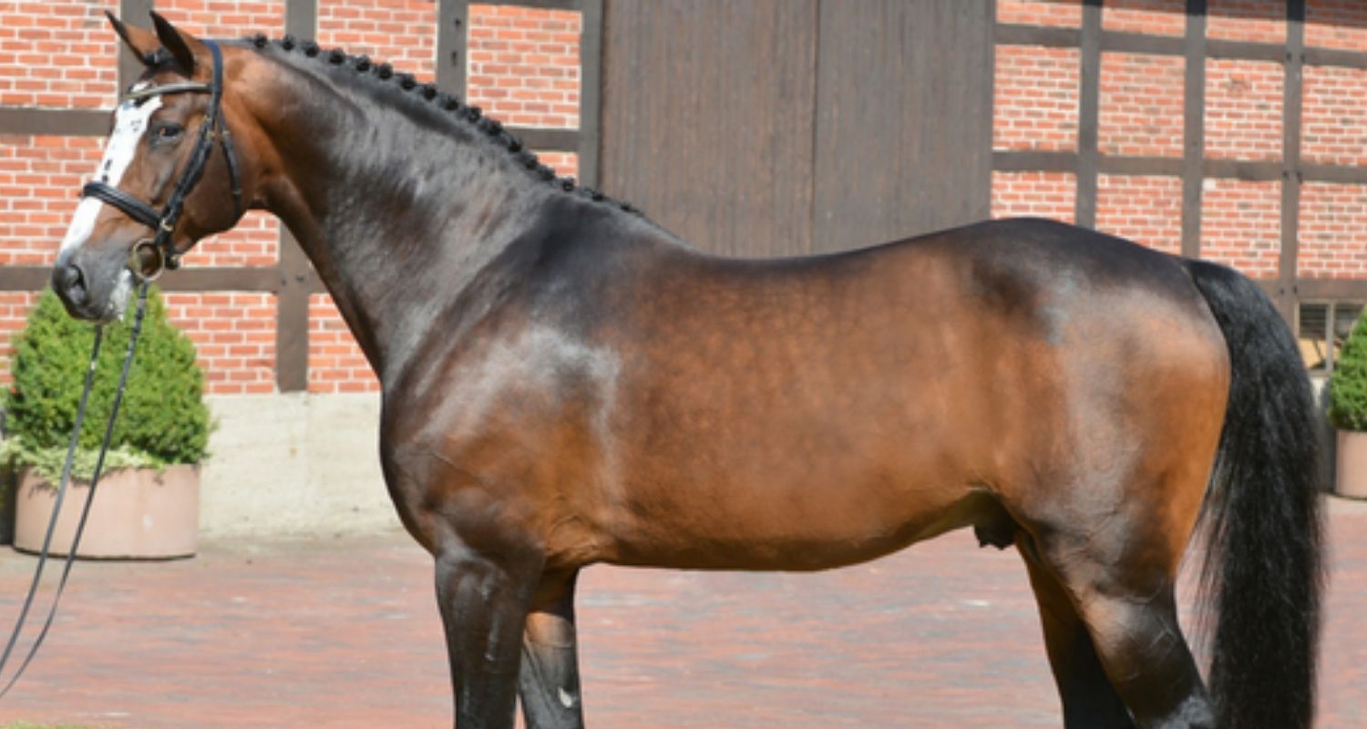 Balou du Rouet – Deckhengst im Portrait