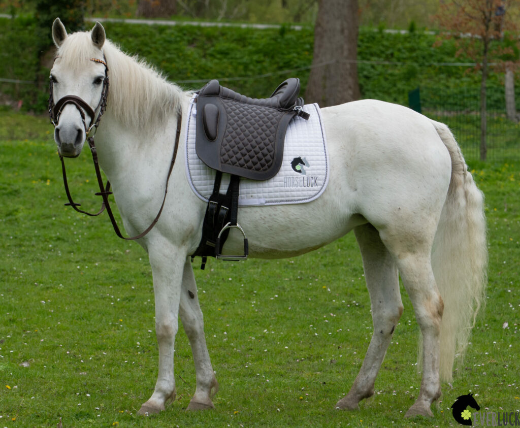baumloser-sattel-everluck-famous-pony