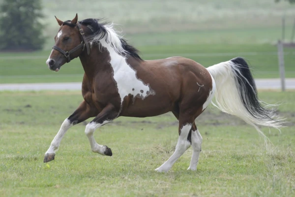 Ein muskulöses, braun-weiß geschecktes Paint Horse läuft im leichten Galopp auf einer grünen Koppel nach links. Das Pferd trägt ein braunes Lederhalfter, hat eine zweifarbige (schwarz-weiße) Mähne sowie einen langen, wehenden Schweif. Der Hintergrund zeigt eine leicht unscharfe Wiesenlandschaft mit Bäumen.