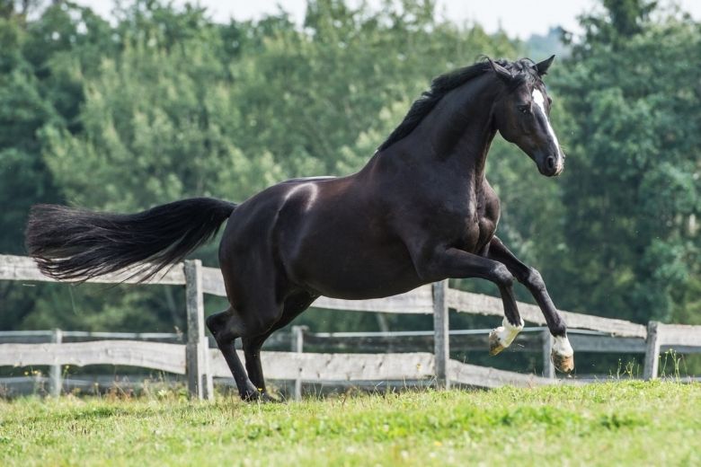 Bayerisches Warmblut