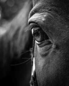 Black Beauty Pferd: Nahaufnahme des Auges