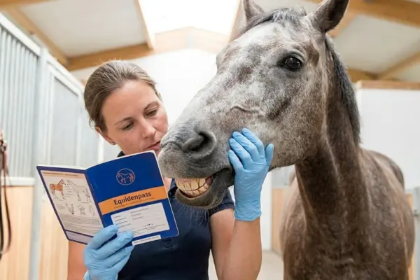 Eine Tierärztin im hellen Pferdestall hält einen blauen Equidenpass in der Hand und überprüft gleichzeitig die Schneidezähne eines grauen Pferdes.