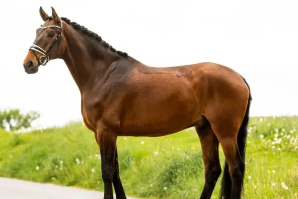 Ganzkörper-Seitenansicht (Exterieur-Aufnahme) eines gut muskulösen, braunen Warmblut-Pferdes. Das Pferd steht aufmerksam im Profil auf einem Weg neben einer grünen, blühenden Wiese. Es ist mit einer eingeflochtenen Mähne und einer Turniertrense komplett für eine Schau hergerichtet.