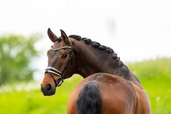 Ein braunes Pferd von hinten fotografiert, das den Kopf elegant über die Schulter zurück in Richtung Kamera dreht. Entlang des geschwungenen Halses ist die Mähne kunstvoll eingeflochten. Das Pferd trägt eine Turniertrense mit Glitzerelementen vor einer grünen Wiese und einem hellen Himmel.