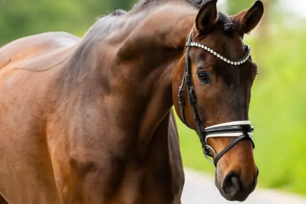 Nahaufnahme eines sportlichen braunen Pferdes im Porträt. Das Pferd blickt aufmerksam nach rechts vorne und trägt eine schwarze Trense mit einem glitzernden Stirnband sowie ein weiß unterlegtes Reithalfter. Die Mähne ist ordentlich zu Turnierzöpfen eingeflochten. Der Hintergrund zeigt eine unscharfe grüne Landschaft.