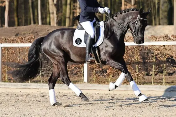 Ganzkörper-Aufnahme eines schwarzen Dressurpferdes in einer dynamischen Trabphase auf einem Reitplatz. Ein Reiter in klassischer Turnierkleidung (dunkles Sakko, weiße Reithose, Helm und weiße Handschuhe) sitzt aufrecht im Sattel. Das Pferd ist für den Sport hergerichtet, hat eine eingeflochtene Mähne und trägt an allen vier Beinen weiße Bandagen sowie Hufglocken. Im Hintergrund ist ein Holzzaun vor einer Baumreihe zu sehen.