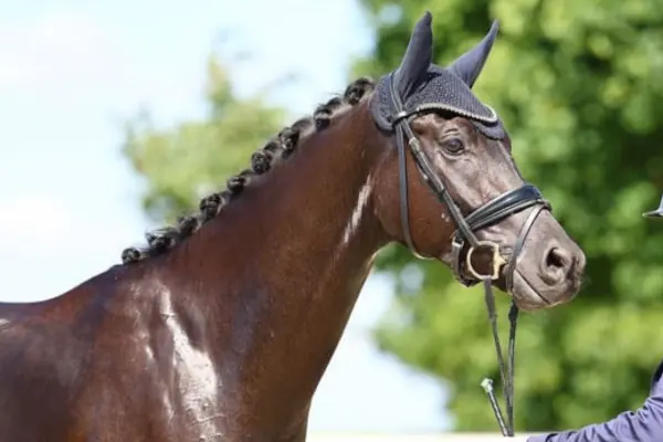 Nahaufnahme von Kopf und Hals eines edlen, dunkelbraunen oder schwarzen Sportpferdes. Das Pferd trägt eine dunkle Fliegenhaube, eine schwarze Trense und hat eine sauber eingeflochtene Mähne. Daneben steht ein Reiter in einem blauen Turniersakko und einem passenden Reithelm, der die Zügel hält. Im Hintergrund befinden sich grüne Bäume unter blauem Himmel.
