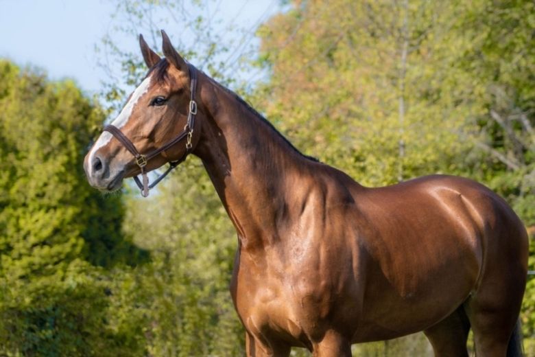 Belgisches Warmblut