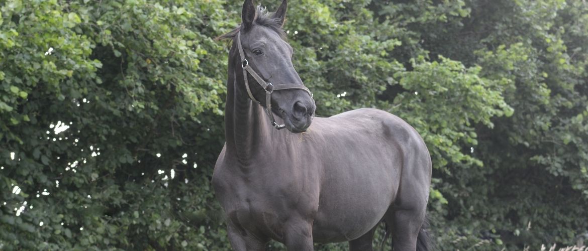 Belgisches Warmblut von der Seite