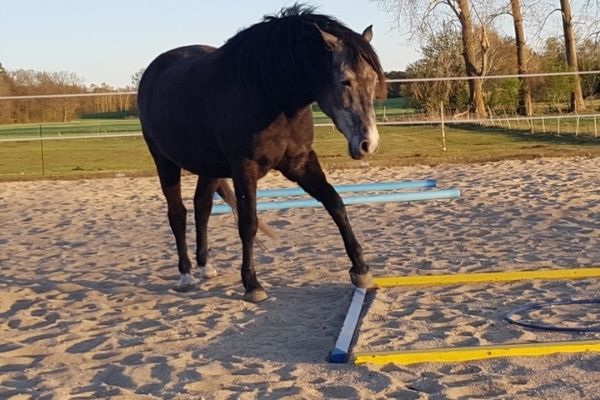 Berber Pferd mit Stangen 