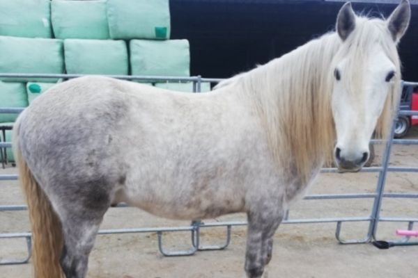 Berber Pferd: Schimmel von der Seite