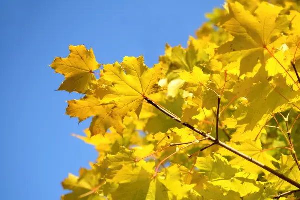 Eine Nahaufnahme von gelben Bergahornblättern an einem Zweig im Herbst vor einem klaren, blauen Himmel. Die Blätter sind von der Sonne beleuchtet und haben rötliche Blattstiele.