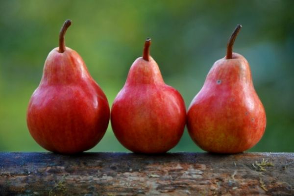 Obst und Gemüse für Pferde: Birnen für Pferde