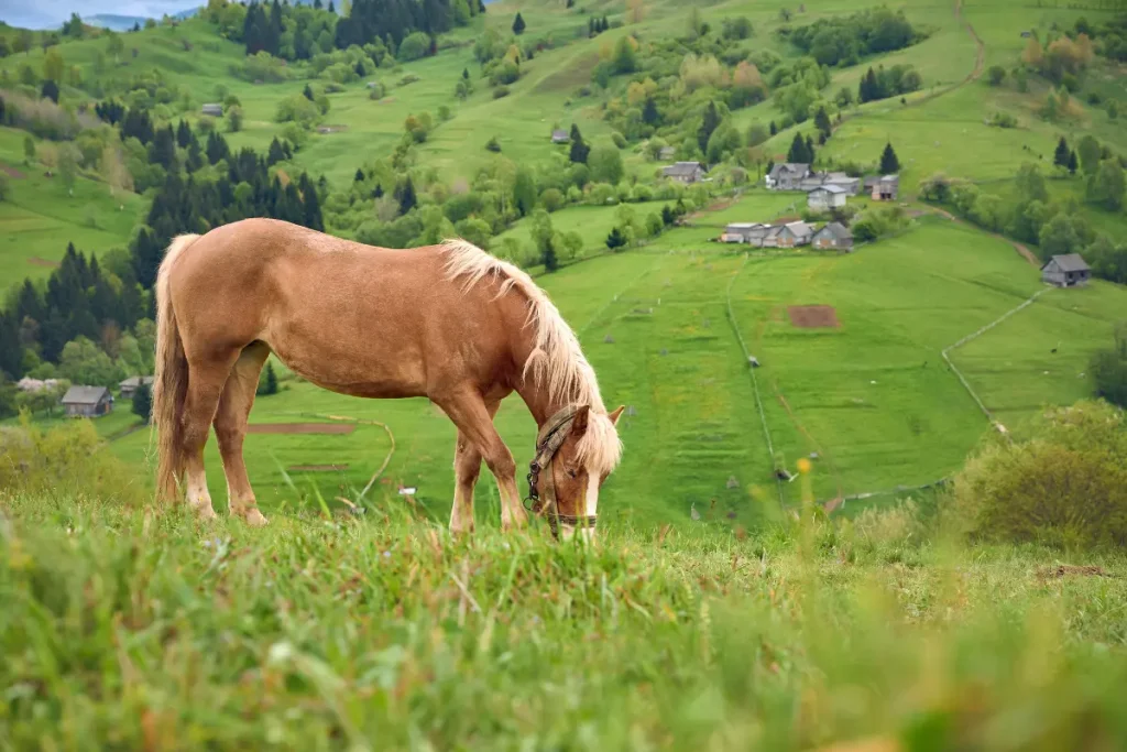 Ein hellbraunes Pferd mit blonder Mähne grast auf einer saftig grünen Wiese vor einer bergigen Landschaft mit kleinen Holzhäusern.