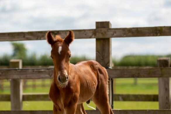 Sächsisches Warmblut im Rasseportrait ehorses Magazin