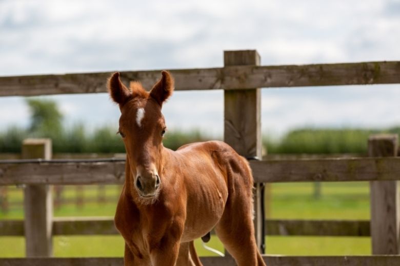 Britisches Warmblut