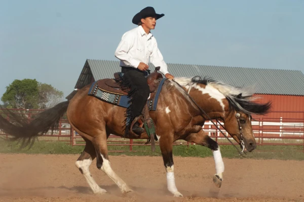 Ein Reiter in Westernkleidung – schwarzer Cowboyhut, weißes Hemd und dunkle Fransen-Chaps – sitzt auf einem Buckskin-Paint-Horse. Das braun-weiß gescheckte Pferd führt mit tief gehaltenem Kopf und wehender Mähne ein Reining-Manöver in einer Sandarena aus. Im Hintergrund befinden sich eine rote Scheune mit grauem Dach und eine Umzäunung bei sonnigem Wetter.