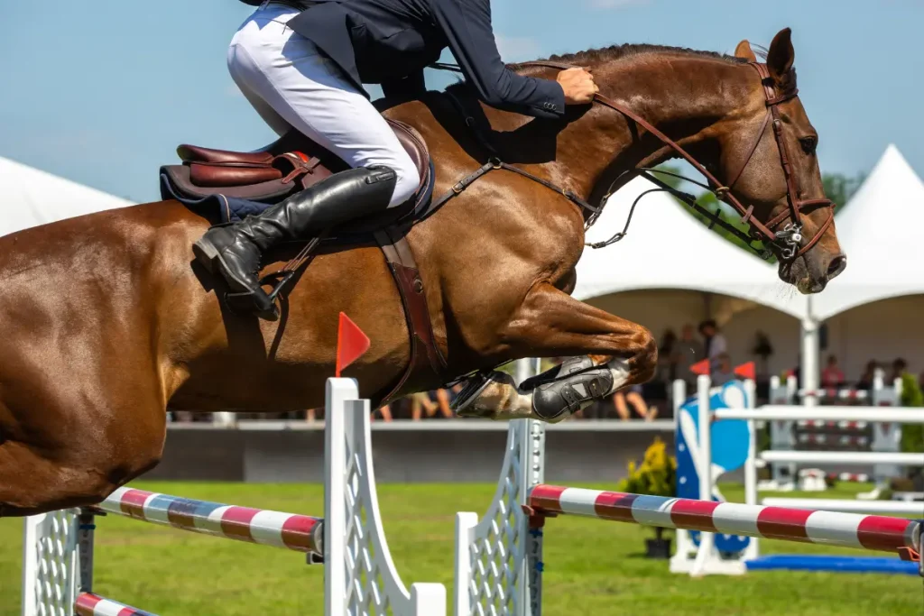 Nahaufnahme von Springreiter Calvin Böckmann im Turniersport, während sein braunes Pferd dynamisch über eine rot-weiße Hindernisstange springt. Im Hintergrund sind weiße Eventzelte und ein Rasenplatz zu sehen.
