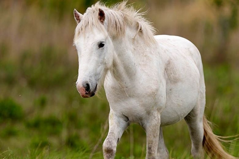 Camargue Pferde