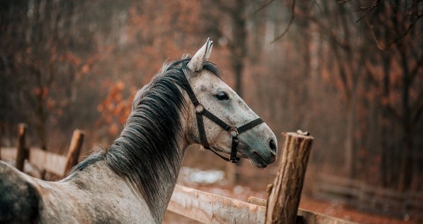 CBD für das Pferd: Anwendungsgebiete, Dosierung und Co.