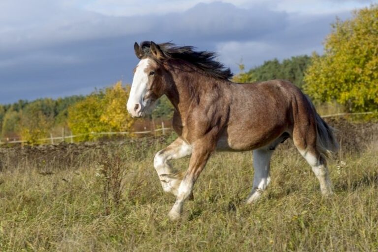 Clydesdale