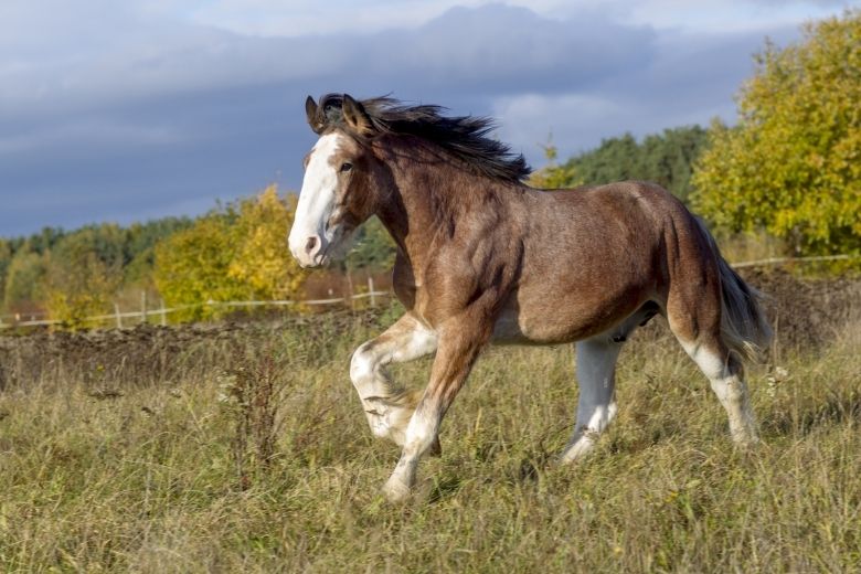 Clydesdale