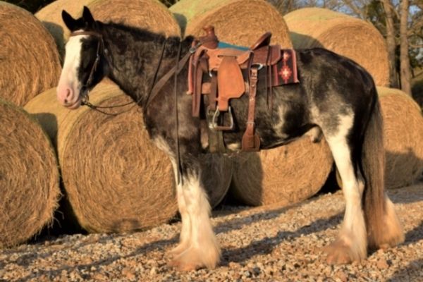 Clydesdale Pferd von der Seite