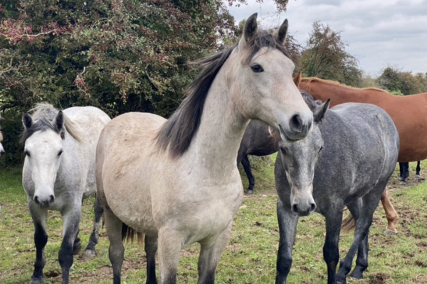 Connemara Pony Herde