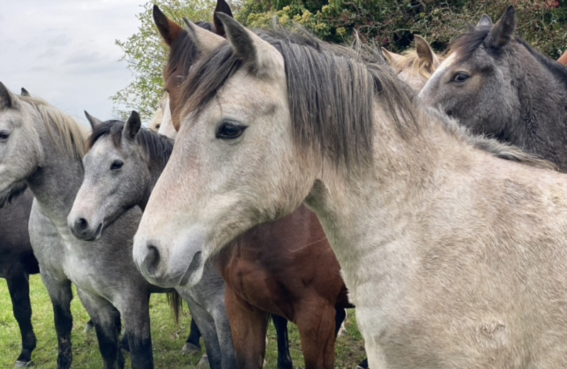 Connemara Pony