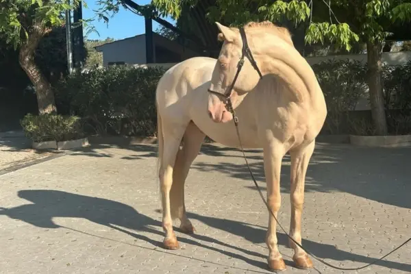 Ganzkörperaufnahme eines hellen, cremellofarbenen Pferdes (Cremello) mit blauen Augen, das auf einem gepflasterten Hof steht. Es trägt ein Halfter und ein Führseil und dreht seinen Kopf nach hinten über die linke Schulter. Im Hintergrund sind grüne Büsche und ein Gebäude zu sehen. Helles Sonnenlicht wirft einen deutlichen Schatten des Pferdes auf das Pflaster.
