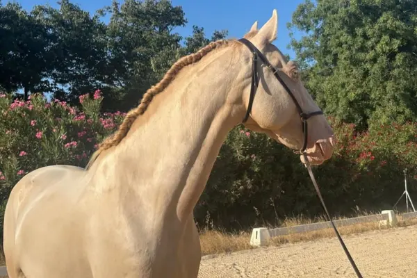 Ein Kopf-und-Schulter-Porträt eines hellen, cremellofarbenen Lusitano-Pferdes, aufgenommen im vollen Sonnenlicht. Das Pferd hat ein cremefarbenes Fell, seine helle Mähne ist sorgfältig und eng entlang des gebogenen Halses geflochten. Es hat hellblaue oder bernsteinfarbene Augen und trägt einen dunklen Trensenzaum mit einem Zügel, der nach rechts verläuft. Das Pferd steht auf einem Sandplatz, im Hintergrund ist ein dichter Busch aus grünen Bäumen und blühenden rosa Oleanderblüten unter klarem Himmel zu sehen.