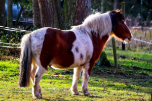 Cushing Syndrom Pferd: Pinto auf der Wiese