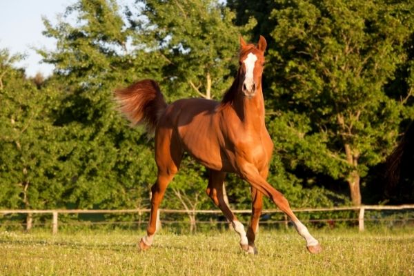 Deckhengste: Ein Pferd läuft auf der Wiese