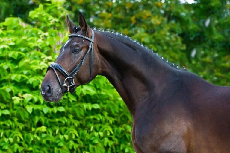 Beliebte Pferderassen Die deutschen Top 5 I ehorses Magazin