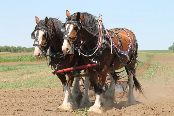 Zwei kräftige, braune Kaltblutpferde mit breiten weißen Blessen und dichtem, weißem Behang an den Läufen ziehen ein Ackergerät über ein trockenes Feld. Beide tragen ein aufwendiges Ledergeschirr mit bunten Details unter einem sonnigen, hellblauen Himmel.