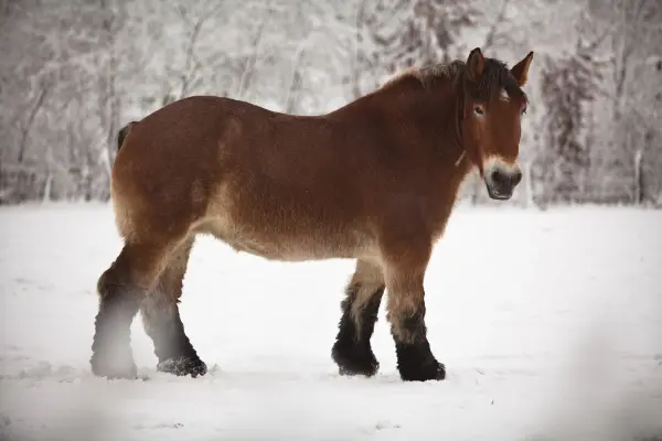 Ein massevolles, braunes Kaltblutpferd mit dunklen Beinen und einer kleinen hellen Blesse steht von der Seite im tiefen Schnee. Der Kopf ist leicht zum Betrachter gedreht. Im unscharfen Hintergrund erstreckt sich eine verschneite, winterliche Waldlandschaft.