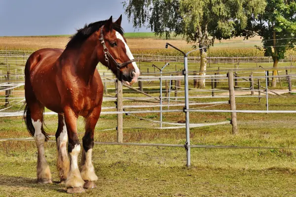 Ein kräftiges braunes Kaltblutpferd mit einer breiten Blesse und hell behaarten Fesseln steht auf einer Koppel. Es trägt ein Halfter und blickt nach rechts. Im Hintergrund sind ein Holzzaun mit weißen Bändern, grüne Wiesen, Bäume und ein Feld unter einem blauen Himmel zu sehen.