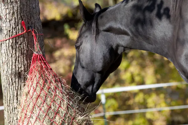 Ein glänzendes, schwarzes Pferd frisst auf einer Koppel aus einem roten Heunetz, das an einem Baumstamm befestigt ist.