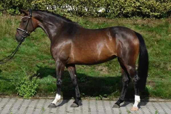 Ein dunkelbraunes Warmblutpferd steht in der Seitenansicht von links auf gepflastertem Boden. Das Pferd trägt eine Trense und Zügel, die von links gehalten werden (nicht im Bild zu sehen). Seine Mähne ist ordentlich eingeflochten. Es hat weiße Abzeichen (Fesseln) am vorderen linken und hinteren linken Bein. Im Hintergrund erstreckt sich eine leicht ansteigende, grüne Grasböschung mit Büschen und Hecken am oberen Rand. Das Bild ist im natürlichen Tageslicht aufgenommen.