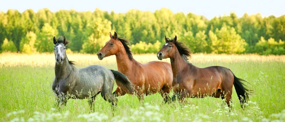 Pferdezucht: Drei Pferde laufen auf einem Feld
